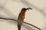 Bird at Shai Hills Reserve